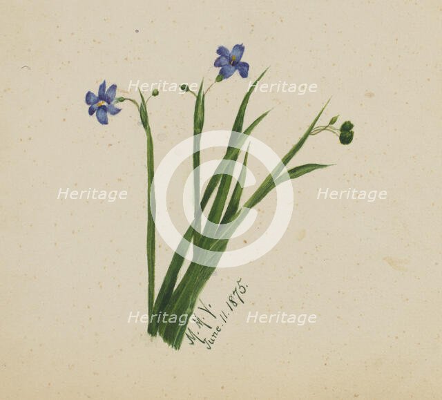 (Untitled), 1875. Creator: Mary Vaux Walcott.