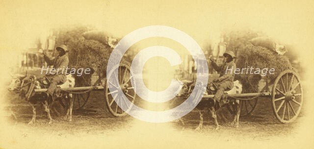 15th Amendment bringing his crop to town. [Man on an oxcart loaded with hay], (1868-1900?). Creator: O. Pierre Havens.