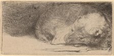 Sleeping Puppy, c. 1640. Creator: Rembrandt Harmensz van Rijn.