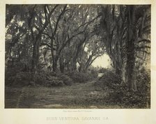 Buen-Ventura Savannah, Ga., 1866. Creator: George N. Barnard.