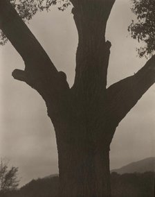The Dying Chestnut, 1919. Creator: Alfred Stieglitz.