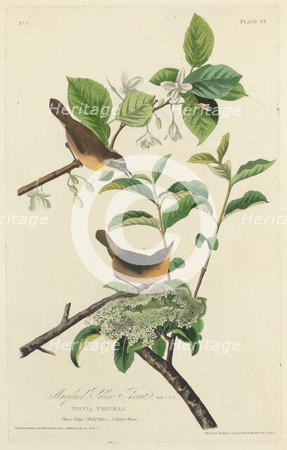 Maryland Yellow Throat, 1827. Creator: Robert Havell.