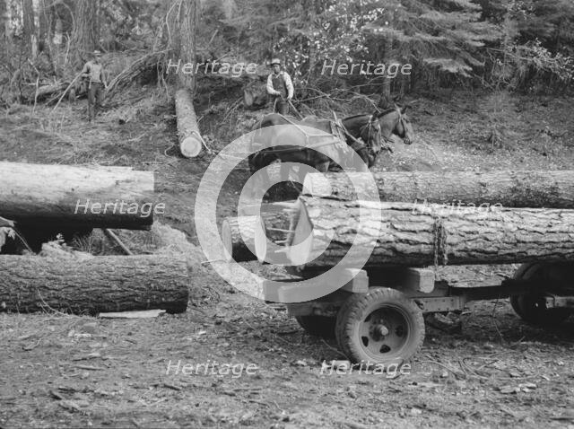 Members of Ola self-help sawmill co-op snaking a fir log down..., Gem County, Idaho, 1939. Creator: Dorothea Lange.