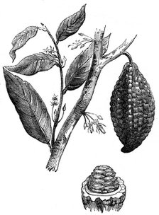 The chocolate nut tree, 1886. Artist: Unknown