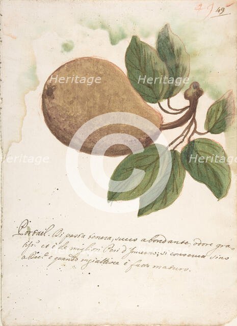 Pear, 18th century. Creator: Anon.