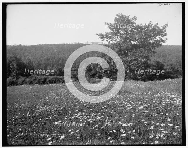 Kaaterskill Mountain wild flowers, Catskill Mountains, N.Y., (1902?). Creator: Unknown.