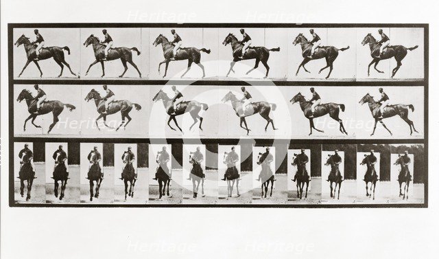 Horse and Rider, Plate 621 from Animal Locomotion, 1887 (photograph)