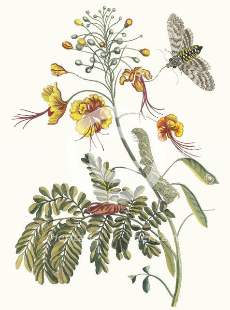 Flos Pavonis. From the Book Metamorphosis insectorum Surinamensium, 1705. Creator: Merian, Maria Sibylla (1647-1717).