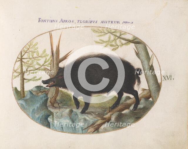 Animalia Qvadrvpedia et Reptilia (Terra): Plate XVI, c. 1575/1580. Creator: Joris Hoefnagel.