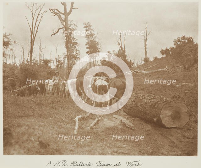 A N.Z. bullock team at work. From the album: Record Pictures of New Zealand, 1920s. Creator: Harry Moult.