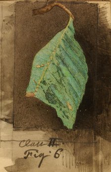 Smaller Spotted Beach Leaf Edge Caterpillar..., late 19th-early 20th century. Creator: Emma Beach Thayer.