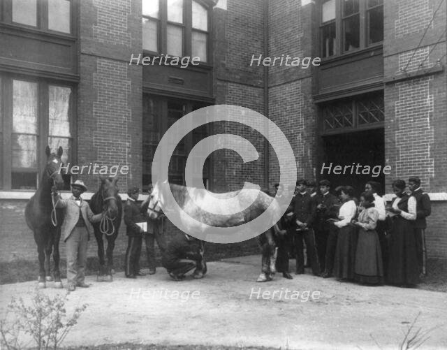 African American students judging horses - Hampton Institute, 1899 or 1900. Creator: Frances Benjamin Johnston.