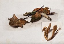 A group of dead leaves, c19th century. Creator: Unknown.