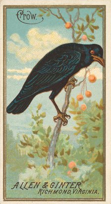 Crow, from the Birds of America series (N4) for Allen & Ginter Cigarettes Brands, 1888. Creator: Allen & Ginter.