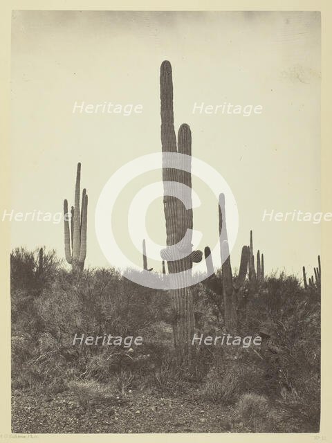 Cereus giganteus, Arizona, 1871. Creator: Tim O'Sullivan.