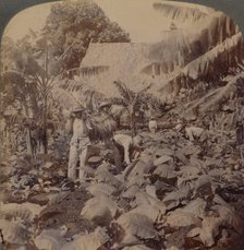 'Cutting Tobacco - A Typical Plantation - Province of Havana, Cuba', 1899. Artist: Works and Sun Sculpture Studios.
