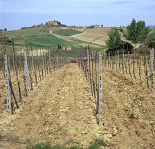 Cultivating vines in Tuscany Artist: Unknown