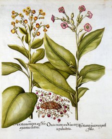 Cranberry and Flowering Tobacco, from 'Hortus Eystettensis', by Basil Besler (1561-1629), pub. 1613 