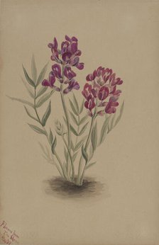 Flowers from the Mesa, 1883. Creator: Mary Vaux Walcott.