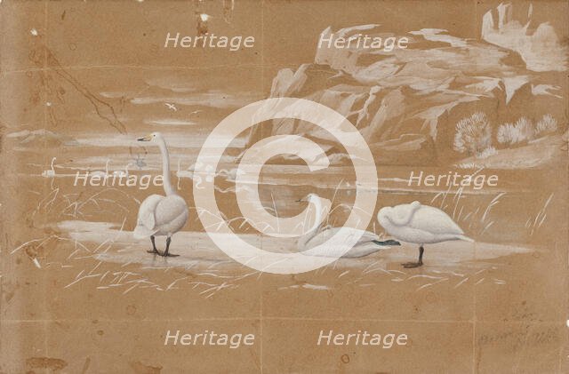 Whooper swans, sketch. Creator: Ferdinand von Wright.