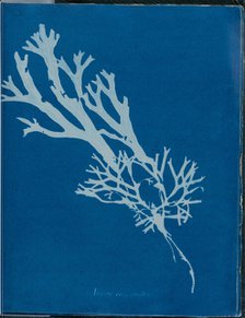 Fucus ceranoides, 1843 or 1844. Creator: Anna Atkins.