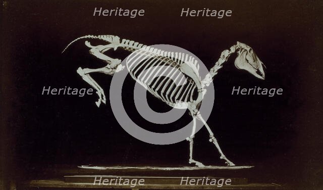 Skeleton of horse, contact with ground after leaping, 1881. Creator: Eadweard J Muybridge.