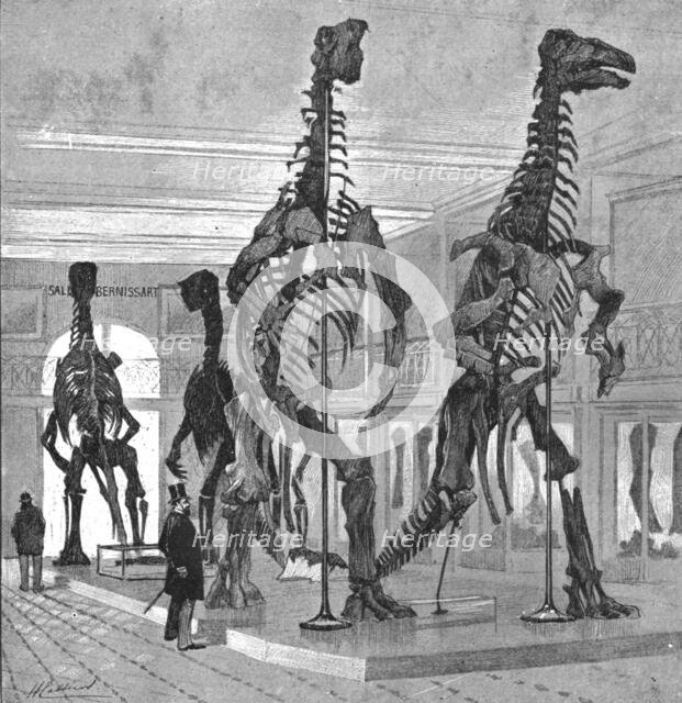 Fossil Iguanodons in the Bernissart Gallery of the Natural History Museum, Brussels', 1891. Creator: Hendrick Cassiers.