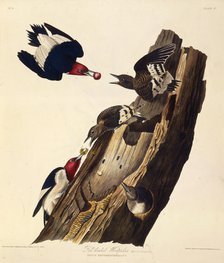The red-headed woodpecker. From "The Birds of America", 1827-1838. Creator: Audubon, John James (1785-1851).