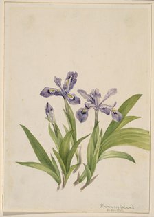 Crested Iris (Iris cristata), 1918. Creator: Mary Vaux Walcott.