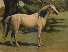 'The Arab Pony Charger of General Sir Hope Grant', c1879. Creator: Unknown.