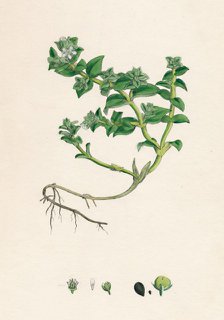 'Alsine peploides. Sea Purslane', 19th Century. Artist: Unknown.