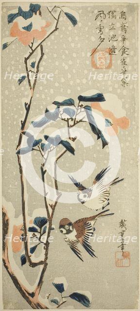 Sparrows and Camellia in Snow, c. 1831/33. Creator: Ando Hiroshige.