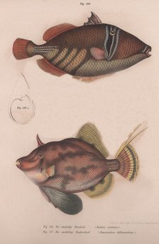 Prickly Hornfish (Batistes aculeatus), Monacanthus bifilamentosus, c.1850s. Artist: Unknown.