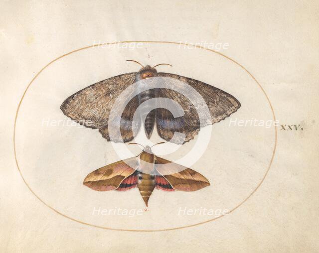 Plate 25: Blue Underwing Moth and Spurge Hawk Moth, c. 1575/1580. Creator: Joris Hoefnagel.