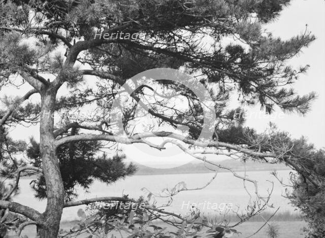 Tree and water view at "The Shallows," property of Lucien Hamilton Tyng, Southampton, Long Island, 1 Creator: Arnold Genthe.