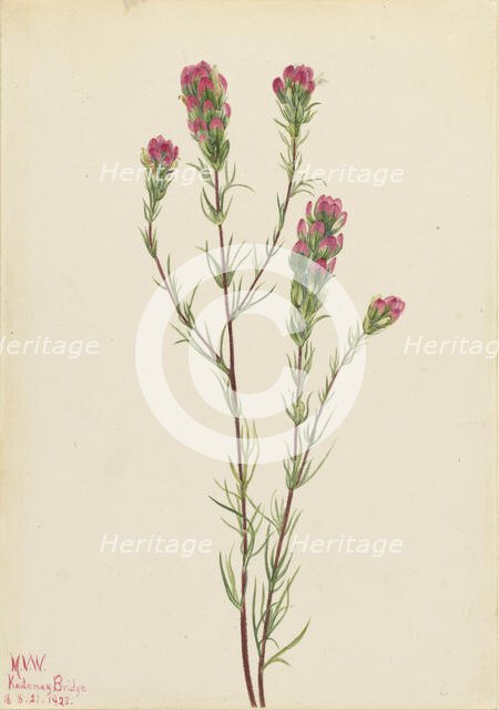 Owl-clover (Orthocarpus tenuifolius), 1923. Creator: Mary Vaux Walcott.