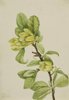 Yellow Cucumbertree (Magnolia cordata), 1922. Creator: Mary Vaux Walcott.