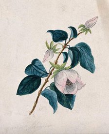 Queens flower: flowering stem. Creator: Unknown.