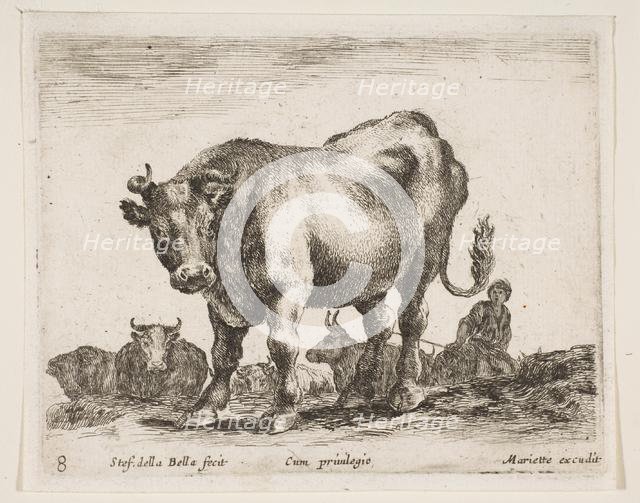 Plate 8: cow, from 'Various animals' (Diversi animali), ca. 1641. Creator: Stefano della Bella.