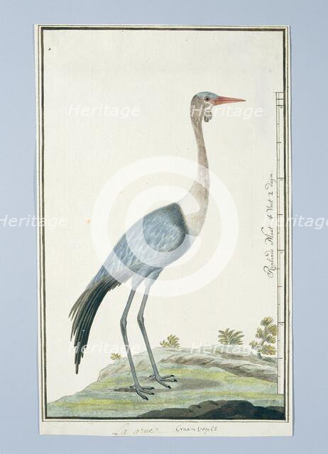 Grus carunculatus/ Bugeranus carunculatus (Wattled crane, 1777-1786. Creator: Robert Jacob Gordon.