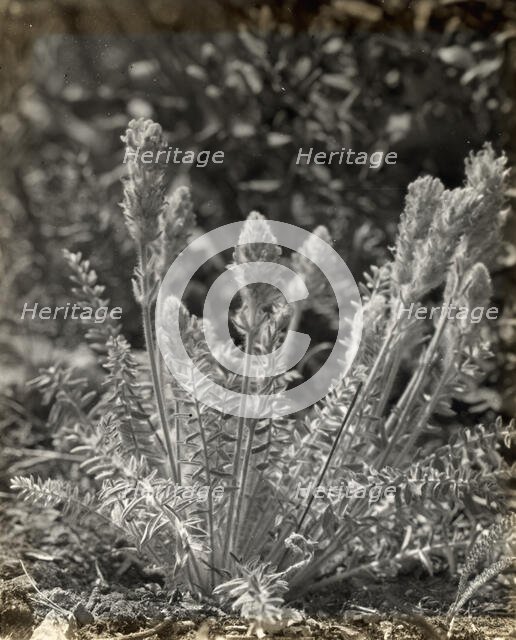 Wildflowers in bloom, between 1915 and 1935. Creator: Frances Benjamin Johnston.