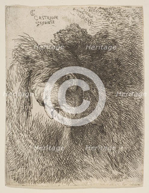 Head of an old man looking down, facing Left, from the series of 'Small Heads in ..., ca. 1645-1650. Creator: Giovanni Benedetto Castiglione.