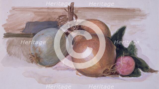 Still-Life - Study of Onions, 1871-75. Creator: Sir Edward Coley Burne-Jones.