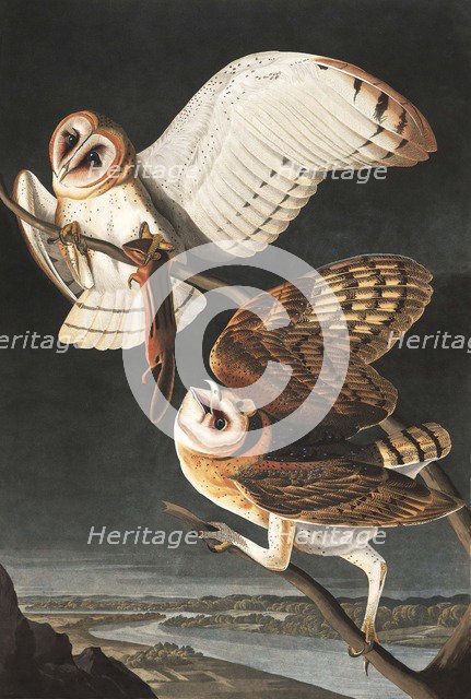 Barn Owl, Tyto Alba, 1845.