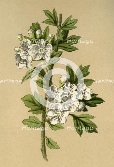 'Hawthorn', 1877. Creator: Frederick Edward Hulme.