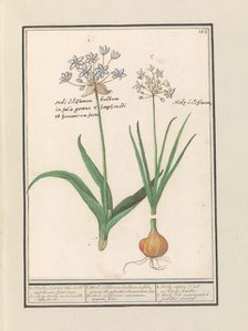 Bear's garlic (Allium ursinum), 1596-1610. Creators: Anselmus de Boodt, Elias Verhulst.