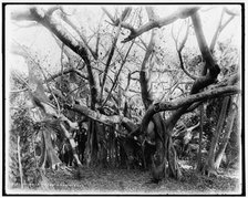 Rubber trees, Lake Worth, between 1880 and 1897. Creator: William H. Jackson.