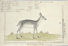Redunca arundinum (Southern reedbuck), 1777-1786. Creator: Robert Jacob Gordon.