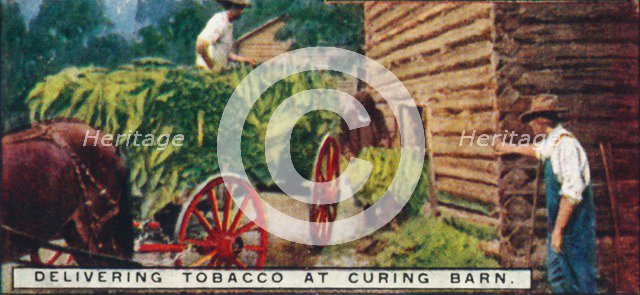 'Delivering Tobacco at Curing Barn', 1926. Artist: Unknown.
