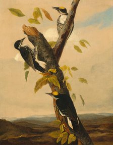 Black-Backed Three-Toed Woodpecker, 1831/1833. Creator: Joseph Bartholomew Kidd.